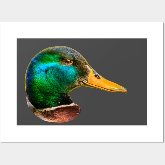 Mallard Drake Wall Art by dalyndigaital2@gmail.com